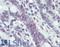 MutL Homolog 1 antibody, LS-B3475, Lifespan Biosciences, Immunohistochemistry frozen image 