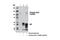 GRB2 Associated Binding Protein 1 antibody, 12745S, Cell Signaling Technology, Immunoprecipitation image 