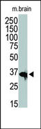 Histone Deacetylase 11 antibody, AP11143PU-N, Origene, Western Blot image 