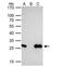 Engrailed Homeobox 2 antibody, NBP2-14947, Novus Biologicals, Immunoprecipitation image 