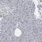 Neurofilament Medium antibody, HPA023138, Atlas Antibodies, Immunohistochemistry frozen image 