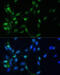 Mitotic Arrest Deficient 2 Like 1 antibody, 16-587, ProSci, Immunofluorescence image 