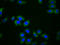 Macrophage Expressed 1 antibody, LS-C680878, Lifespan Biosciences, Immunofluorescence image 