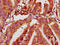 MTSS I-BAR Domain Containing 1 antibody, LS-C680904, Lifespan Biosciences, Immunohistochemistry paraffin image 