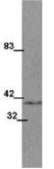 Wnt Family Member 1 antibody, GTX48642, GeneTex, Western Blot image 