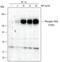 Neurotrophic Receptor Tyrosine Kinase 1 antibody, AF5479, R&D Systems, Western Blot image 