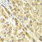 Bars antibody, LS-C331649, Lifespan Biosciences, Immunohistochemistry paraffin image 