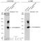 Chromogranin A antibody, GTX113165, GeneTex, Western Blot image 