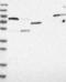 Phosphatidylglycerophosphate Synthase 1 antibody, NBP1-85022, Novus Biologicals, Western Blot image 