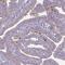 Tektin 4 antibody, HPA048600, Atlas Antibodies, Immunohistochemistry frozen image 