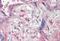 WW Domain Containing Oxidoreductase antibody, MBS248103, MyBioSource, Immunohistochemistry paraffin image 