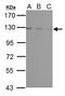 Ubiquitin Specific Peptidase 15 antibody, LS-C185639, Lifespan Biosciences, Western Blot image 