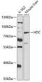 Histidine Decarboxylase antibody, GTX32647, GeneTex, Western Blot image 