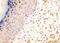 Nerve Growth Factor antibody, ab52918, Abcam, Immunohistochemistry paraffin image 