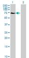 Ephrin B2 antibody, H00001998-B01P, Novus Biologicals, Western Blot image 