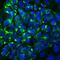 Peripherin antibody, NB300-137, Novus Biologicals, Immunofluorescence image 