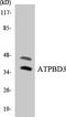 Cytosolic Thiouridylase Subunit 1 antibody, LS-C200162, Lifespan Biosciences, Western Blot image 