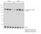 Histone Deacetylase 5 antibody, PA5-37779, Invitrogen Antibodies, Western Blot image 