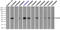 Fc Fragment Of IgG Receptor IIa antibody, LS-B11077, Lifespan Biosciences, Immunoprecipitation image 