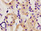 SMAD Family Member 7 antibody, 251212, Abbiotec, Immunohistochemistry paraffin image 