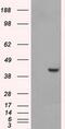 Protein Phosphatase Methylesterase 1 antibody, MA5-25026, Invitrogen Antibodies, Western Blot image 