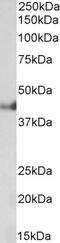 Thrombospondin 1 antibody, 43-469, ProSci, Western Blot image 
