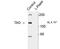 TAO Kinase 2 antibody, TA309251, Origene, Western Blot image 