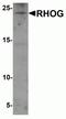 Rho-related GTP-binding protein RhoG antibody, NBP2-81812, Novus Biologicals, Western Blot image 