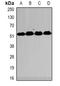 Mucin 3A, Cell Surface Associated antibody, orb388464, Biorbyt, Western Blot image 
