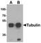 Tubulin alpha-3C/D chain antibody, TA319730, Origene, Western Blot image 