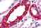 TRAF2 And NCK Interacting Kinase antibody, MBS247478, MyBioSource, Immunohistochemistry frozen image 