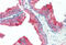 Autophagy Related 12 antibody, MBS242663, MyBioSource, Immunohistochemistry frozen image 