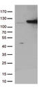 Insulin Degrading Enzyme antibody, CF811776, Origene, Western Blot image 