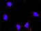 Histone Deacetylase 1 antibody, H00003065-M14, Novus Biologicals, Proximity Ligation Assay image 