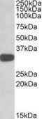 TOR Signaling Pathway Regulator antibody, NBP1-51995, Novus Biologicals, Western Blot image 