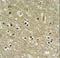 WD Repeat Domain 82 antibody, LS-C160606, Lifespan Biosciences, Immunohistochemistry frozen image 