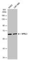 NPR3 Like, GATOR1 Complex Subunit antibody, PA5-78245, Invitrogen Antibodies, Western Blot image 