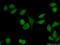Heterochromatin Protein 1 Binding Protein 3 antibody, 24556-1-AP, Proteintech Group, Immunofluorescence image 