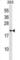 Peptidylprolyl Isomerase Like 3 antibody, abx029263, Abbexa, Western Blot image 