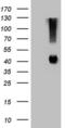 Alcohol Dehydrogenase 5 (Class III), Chi Polypeptide antibody, MA5-27161, Invitrogen Antibodies, Western Blot image 