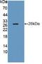 Chymotrypsinogen B1 antibody, abx128430, Abbexa, Western Blot image 