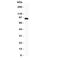 DISC1 Scaffold Protein antibody, R31132, NSJ Bioreagents, Western Blot image 