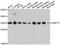 Actin Related Protein 2/3 Complex Subunit 2 antibody, A10791, ABclonal Technology, Western Blot image 
