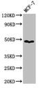 Pannexin 1 antibody, CSB-PA857017LA01HU, Cusabio, Western Blot image 