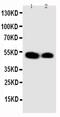 Kruppel Like Factor 2 antibody, PA5-79559, Invitrogen Antibodies, Western Blot image 