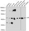 Haptoglobin antibody, 16-193, ProSci, Western Blot image 