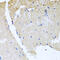 RAB24, Member RAS Oncogene Family antibody, 23-551, ProSci, Immunohistochemistry frozen image 