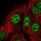 Kinesin Family Member 22 antibody, NBP2-57459, Novus Biologicals, Immunofluorescence image 