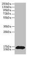 Phosphohistidine Phosphatase 1 antibody, CSB-PA017942DA01HU, Cusabio, Western Blot image 