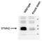 Stathmin-2 antibody, NBP1-49461, Novus Biologicals, Western Blot image 